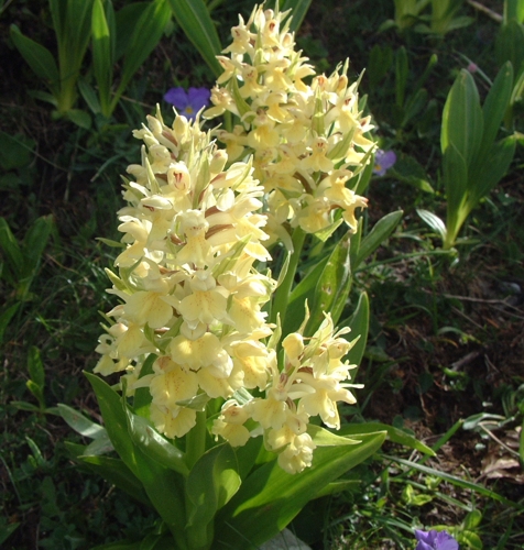 Dactylorhiza sambucina